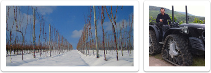 Weinberg im Winter Weinberg im Winter